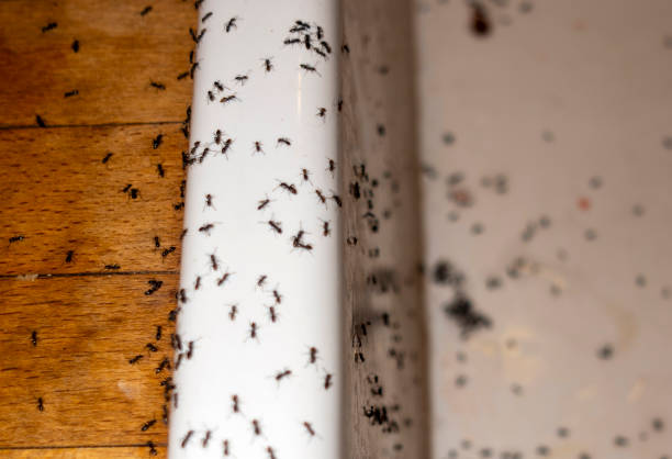 Best Bed Bug Extermination  in Pensacola, FL
