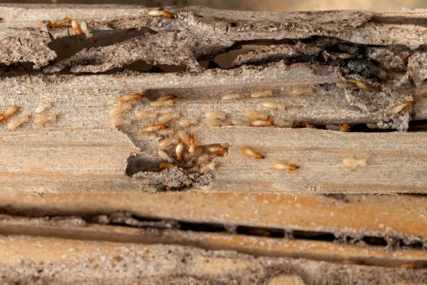 Best Exterminator Services  in Pensacola, FL