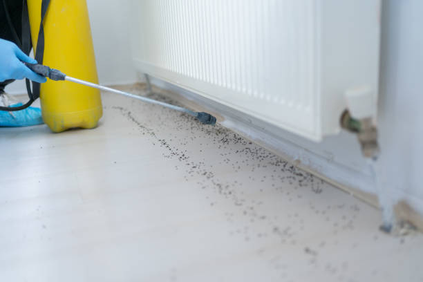 Best Wasp Removal Services  in Pensacola, FL